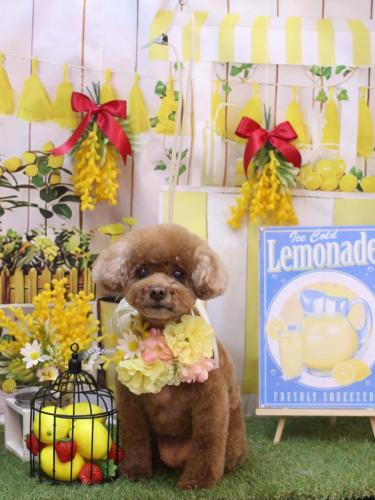 20240406フーちゃん